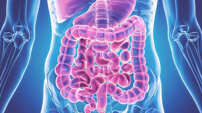 Darm, Immunsystem und Nerven Titelbild